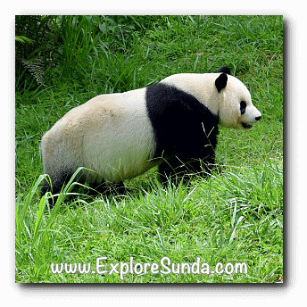 Cai Tao, the male giant panda at Taman Safari Indonesia Cisarua Bogor.