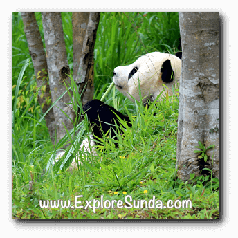 Cai Tao, the male panda at Istana Panda in Taman Safari Indonesia Cisarua Bogor.