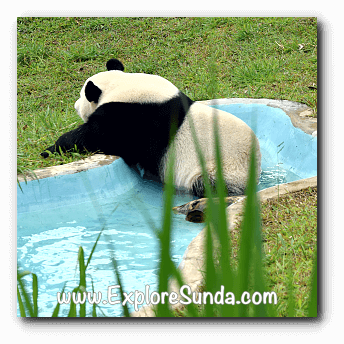 Cai Tao, the male giant panda at Taman Safari Indonesia Cisarua Bogor.