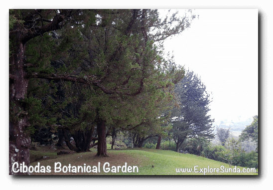 Cibodas Botanical Garden, Puncak Cibodas Botanical Garden, Puncak