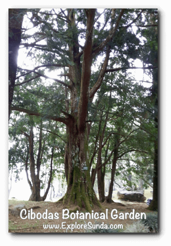 Cibodas Botanical Garden, Puncak Cibodas Botanical Garden, Puncak