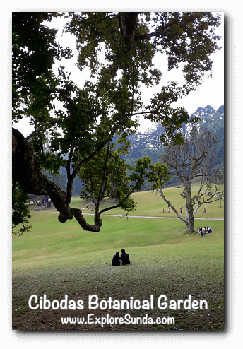 Cibodas Botanical Garden, Puncak Cibodas Botanical Garden, Puncak