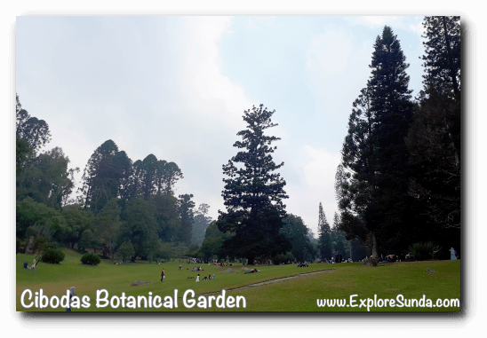Big pond with equally huge lawn, the center of activity in Cibodas Botanical Garden, Puncak Big pond with equally huge lawn, the center of activity in Cibodas Botanical Garden, Puncak