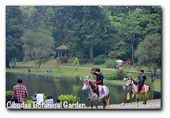 Horse riding near the big pond, at Cibodas Botanical Garden, Puncak Horse riding near the big pond, at Cibodas Botanical Garden, Puncak