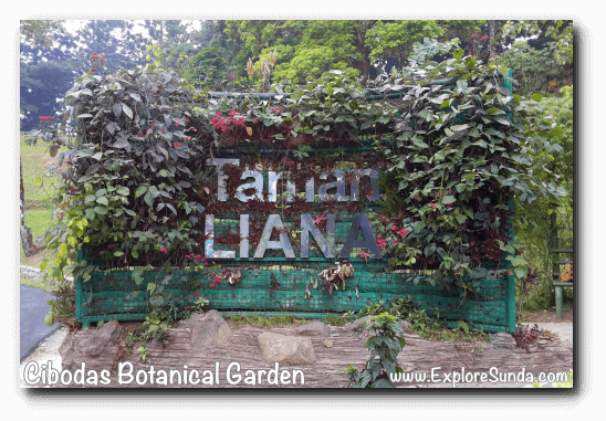 Liana Garden in Cibodas Botanical Garden, Puncak Liana Garden in Cibodas Botanical Garden, Puncak