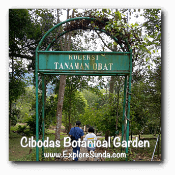 Medicinal Plant Collection Garden in Cibodas Botanical Garden, Puncak Medicinal Plant Collection Garden in Cibodas Botanical Garden, Puncak