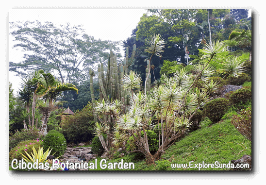Rhododendron garden in Cibodas Botanical Garden, Puncak Rhododendron garden in Cibodas Botanical Garden, Puncak