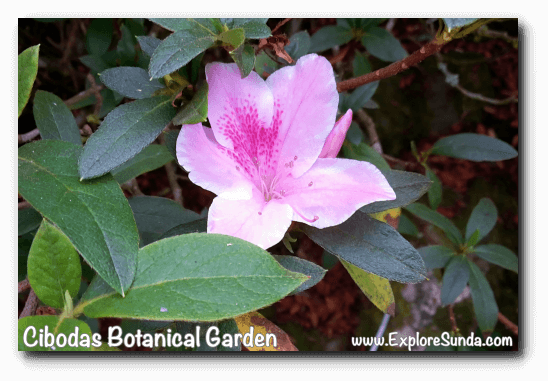 Rhododendron garden in Cibodas Botanical Garden, Puncak Rhododendron garden in Cibodas Botanical Garden, Puncak