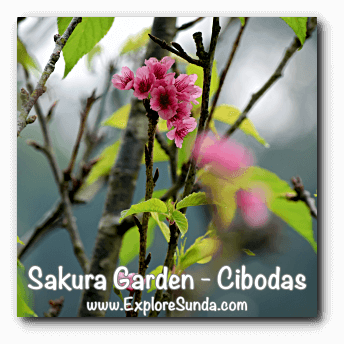Sakura flower (cherry blossoms) in Sakura Garden - Cibodas Botanical Garden Sakura flower (cherry blossoms) in Sakura Garden - Cibodas Botanical Garden