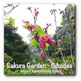 Sakura flower (cherry blossoms) in Sakura Garden - Cibodas Botanical Garden Sakura flower (cherry blossoms) in Sakura Garden - Cibodas Botanical Garden