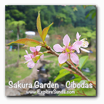 Sakura flower (cherry blossoms) in Sakura Garden - Cibodas Botanical Garden Sakura flower (cherry blossoms) in Sakura Garden - Cibodas Botanical Garden