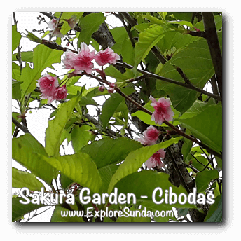 Sakura flower (cherry blossoms) in Sakura Garden - Cibodas Botanical Garden Sakura flower (cherry blossoms) in Sakura Garden - Cibodas Botanical Garden