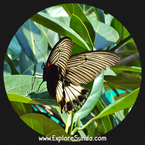 Cihanjuang Butterfly Garden, Lembang - Bandung. Cihanjuang Butterfly Garden, Lembang - Bandung.