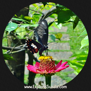Cihanjuang Butterfly Garden, Lembang - Bandung. Cihanjuang Butterfly Garden, Lembang - Bandung.