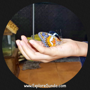 Petting a 'new born' butterfly at Cihanjuang Butterfly Garden, Lembang - Bandung. Petting a 'new born' butterfly at Cihanjuang Butterfly Garden, Lembang - Bandung.