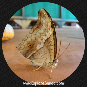 Cihanjuang Butterfly Garden, Lembang - Bandung. Cihanjuang Butterfly Garden, Lembang - Bandung.