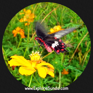 Cihanjuang Butterfly Garden, Lembang - Bandung. Cihanjuang Butterfly Garden, Lembang - Bandung.