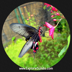 Cihanjuang Butterfly Garden, Lembang - Bandung. Cihanjuang Butterfly Garden, Lembang - Bandung.