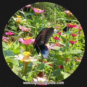Cihanjuang Butterfly Garden, Lembang - Bandung. Cihanjuang Butterfly Garden, Lembang - Bandung.