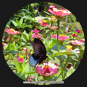 Cihanjuang Butterfly Garden, Lembang - Bandung. Cihanjuang Butterfly Garden, Lembang - Bandung.