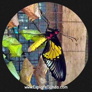 A butterfly just emerged from its chrysalis.  Cihanjuang Butterfly Garden, Lembang - Bandung. A butterfly just emerged from its chrysalis.  Cihanjuang Butterfly Garden, Lembang - Bandung.