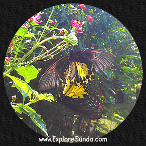 Cihanjuang Butterfly Garden, Lembang - Bandung. Cihanjuang Butterfly Garden, Lembang - Bandung.