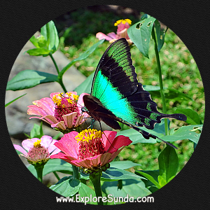 Cihanjuang Butterfly Garden, Lembang - Bandung. Cihanjuang Butterfly Garden, Lembang - Bandung.