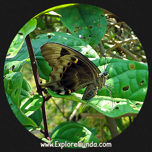 Cihanjuang Butterfly Garden, Lembang - Bandung. Cihanjuang Butterfly Garden, Lembang - Bandung.