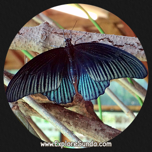 Cihanjuang Butterfly Garden, Lembang - Bandung. Cihanjuang Butterfly Garden, Lembang - Bandung.