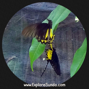 Cihanjuang Butterfly Garden, Lembang - Bandung. Cihanjuang Butterfly Garden, Lembang - Bandung.