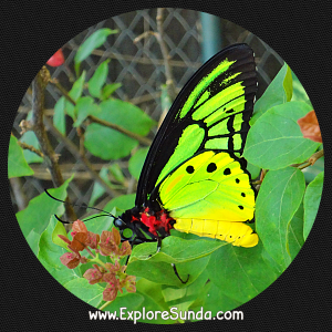 Cihanjuang Butterfly Garden, Lembang - Bandung. Cihanjuang Butterfly Garden, Lembang - Bandung.