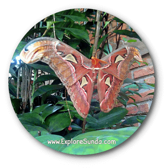 Attacus Atlas, the largest butterfly known to man, although it is actually a moth. Attacus Atlas, the largest butterfly known to man, although it is actually a moth.