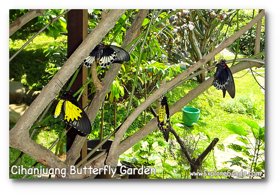 Cihanjuang Butterfly Garden, Lembang - Bandung. Cihanjuang Butterfly Garden, Lembang - Bandung.