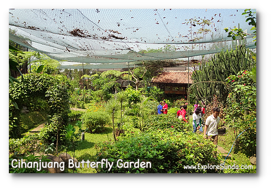 Cihanjuang Butterfly Garden, Lembang - Bandung. Cihanjuang Butterfly Garden, Lembang - Bandung.