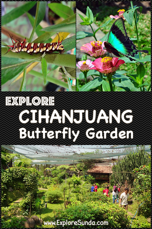 Things to do in Bandung: Explore Cihanjuang Butterfly Garden | See colorful butterflies fly freely in the garden | Touch cute caterfpillars | Learn the metamorphosis  of butterflies | #ExploreSunda