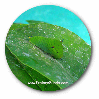 A caterpillar at Cihanjuang Butterfly Garden, Lembang - Bandung. A caterpillar at Cihanjuang Butterfly Garden, Lembang - Bandung.