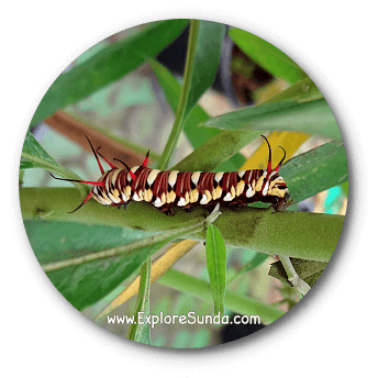 A caterpillar at Cihanjuang Butterfly Garden, Lembang - Bandung. A caterpillar at Cihanjuang Butterfly Garden, Lembang - Bandung.