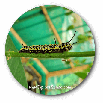 A caterpillar at Cihanjuang Butterfly Garden, Lembang - Bandung. A caterpillar at Cihanjuang Butterfly Garden, Lembang - Bandung.