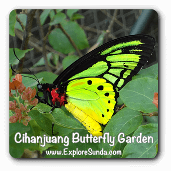Cihanjuang Butterfly Garden, Bandung