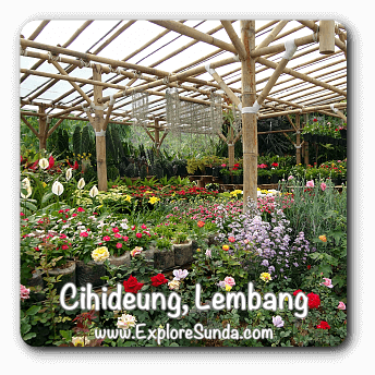 Cihideung, Lembang, the whole village is full of nurseries, flowers and plants perfect for our gardens