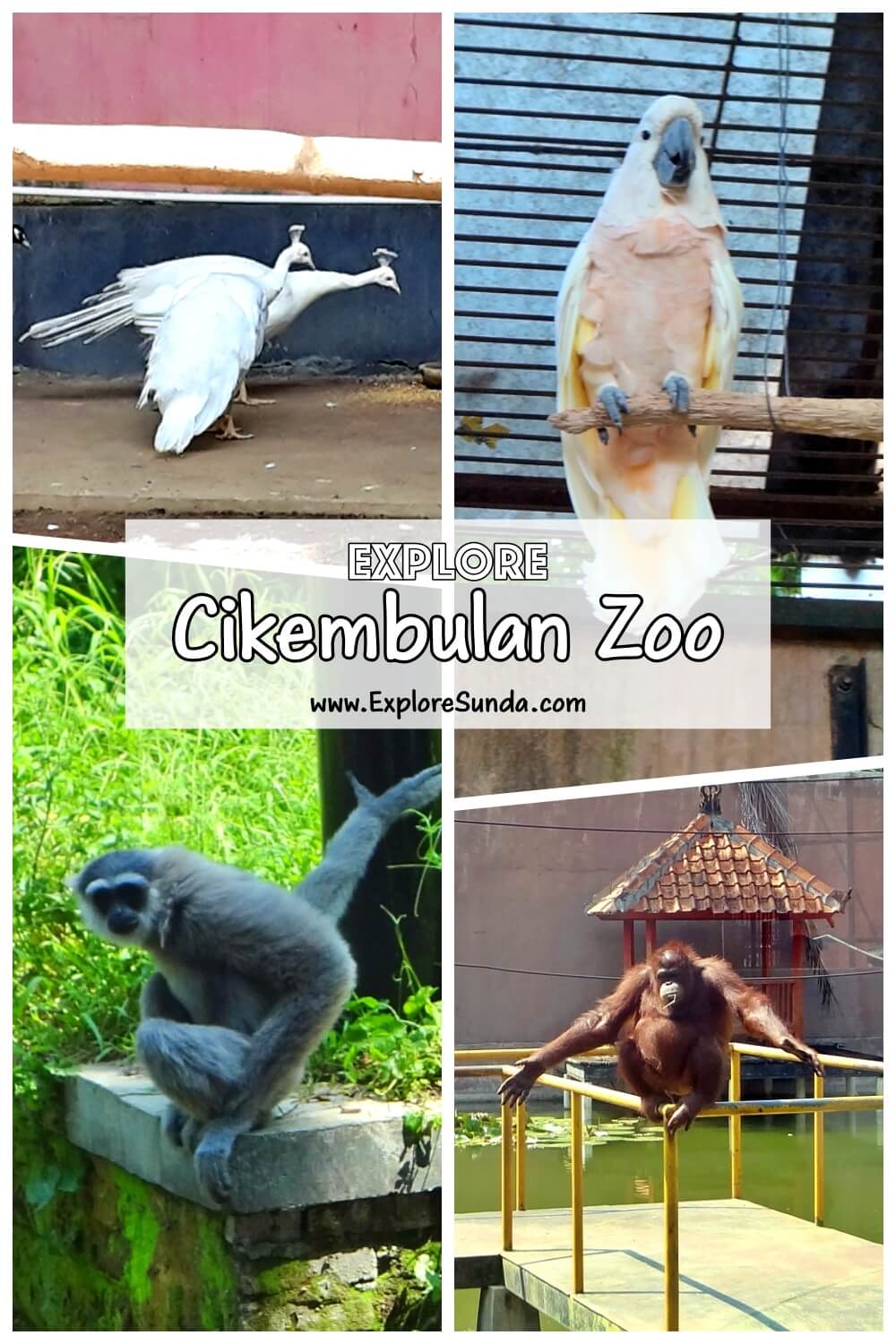 Meet plenty of wildlife animals at Cikembulan Mini Zoo that is located in the village of Kandungora, Garut.| #ExploreSunda