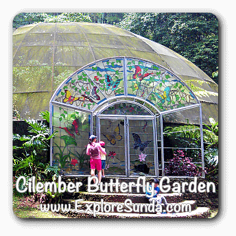 Cilember Butterfly Garden, Puncak.