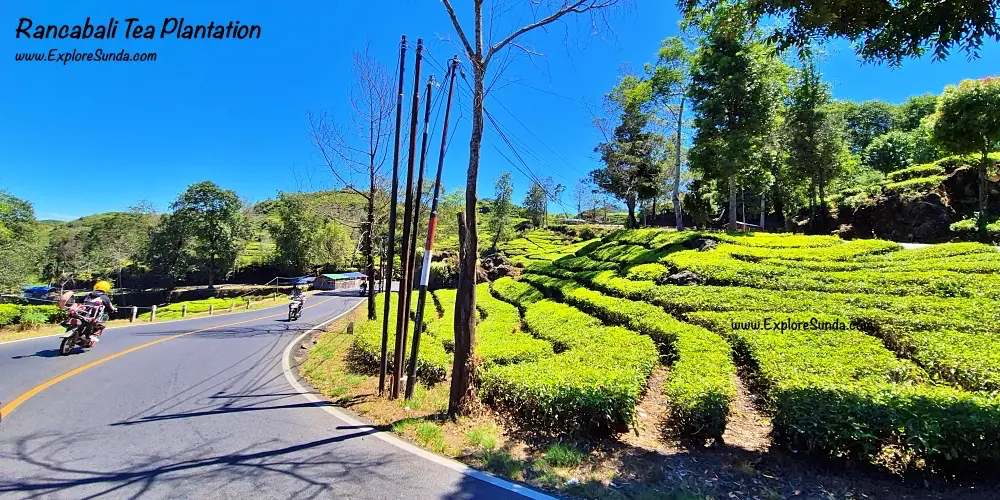 Two-lane road to Rengganis Suspension Bridge passing through the Rancabali tea plantations.