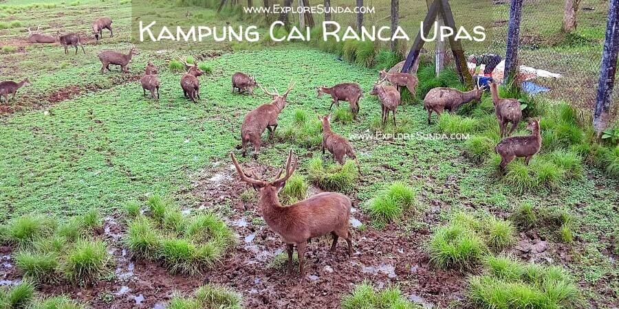 Ciwidey - Kampung Cai Ranca Upas - Javan Rusa