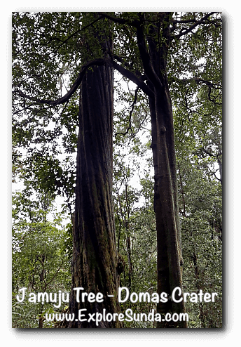Jamuju Tree near Domas Crater, Tangkuban Perahu - Cikole, Lembang