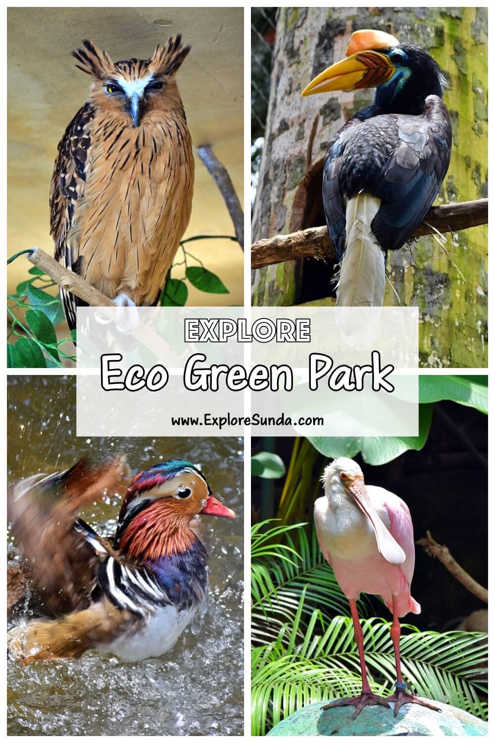 Explore Eco Green Park in Batu, East Java | Take pictures with varieties of beautiful birds | Learn the green living | Have fun take rides in the park | Watch the story of Hanoman | #ExploreSunda