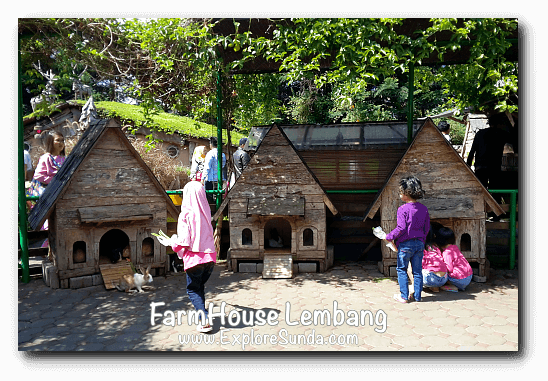 Feeding rabbit in FarmHouse Lembang Feeding rabbit in FarmHouse Lembang