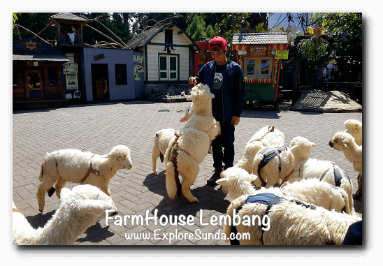 Feeding sheep in FarmHouse Lembang Feeding sheep in FarmHouse Lembang