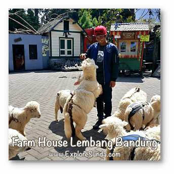 Parks and Gardens: Feeding a flock of sheep at Farm House Lembang, Bandung.