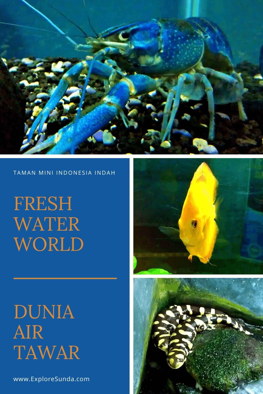 Explore the Fresh Water World [Dunia Air Tawar] at Taman Mini Indonesia Indah, Jakarta | #ExploreSunda